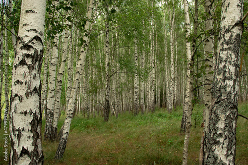 Inside the birch grove in summer - wallpaper with birches