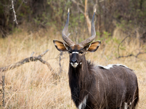 A close-up of a Nyala (Tragelaphus angasii) antelope standing in the tall grass looking at the camera with its long hair, dark brown coat and long horns. photo