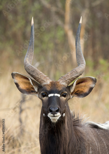 Photography A close-up portrait of a Nyala (Tragelaphus angasii) antelope looking at the camera with his long horns, big ears and beautiful dark brown coat