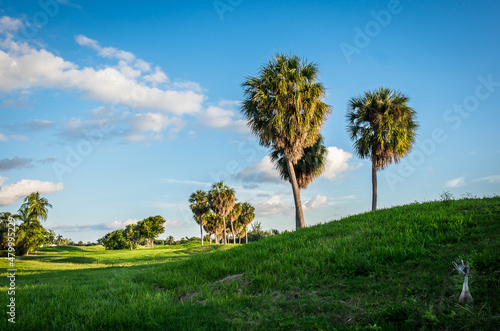 Trees on a redundant golf course at sunset, Grand Cayman, Cayman Islands