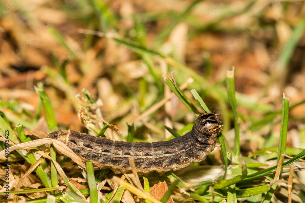Large Yellow Underwing Caterpillar- Noctua pronuba Large Yellow Underwing Caterpillar- Noctua pronuba