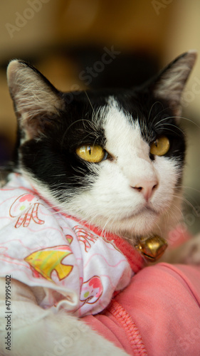 black and white cat wearing a pink dress looking forward
