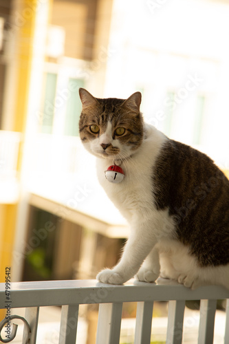 cat standing on balcony fence