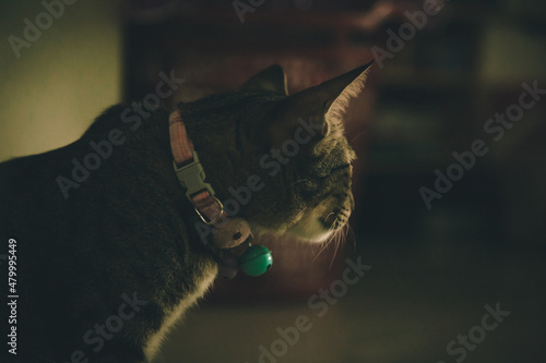 The gloomy cat looked in that direction.