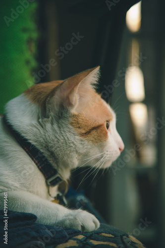 Orange cat wearing a collar looking forward