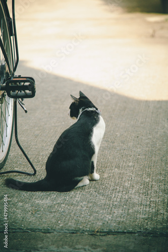 black and white cat sitting with back facing bike