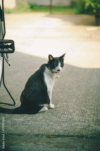 black and white cat sitting next to bicycle