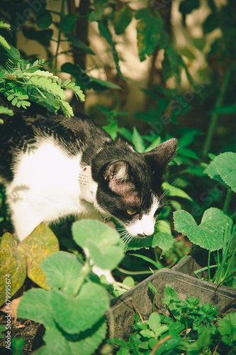Black and white cat walking in the vegetable garden