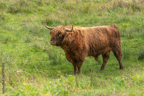 Highland cattle in a pasture in the mountains.