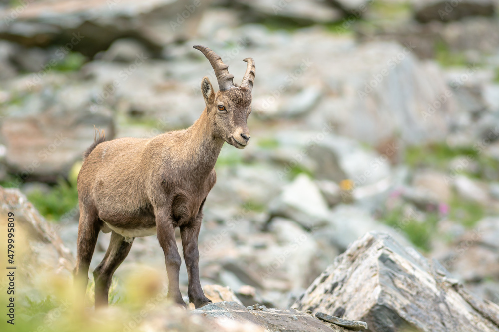 Ibex in the rocky mountains of the Italian Alps. Ibex in the rocky mountains of the Italian Alps.