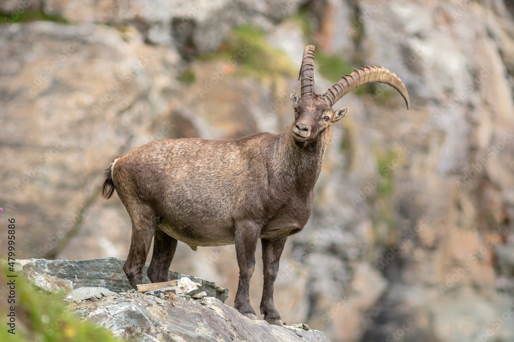 Naklejka premium Ibex in the rocky mountains of the Italian Alps.
