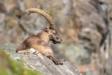 Ibex in the rocky mountains of the Italian Alps.