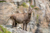 Ibex in the rocky mountains of the Italian Alps.