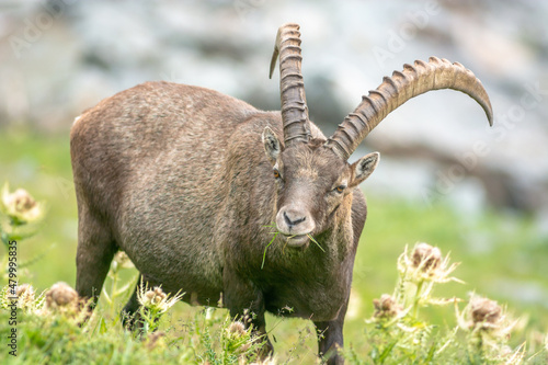 Ibex in the rocky mountains of the Italian Alps.