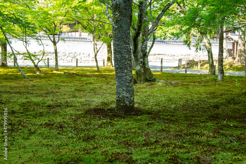 日本風景。南禅寺の一面に広がる苔と木