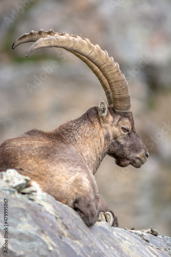 Ibex in the rocky mountains of the Italian Alps.