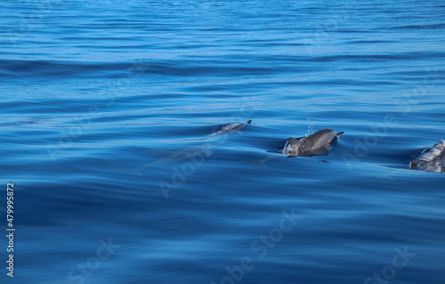 Three dolphins swimming and emerging from the depths