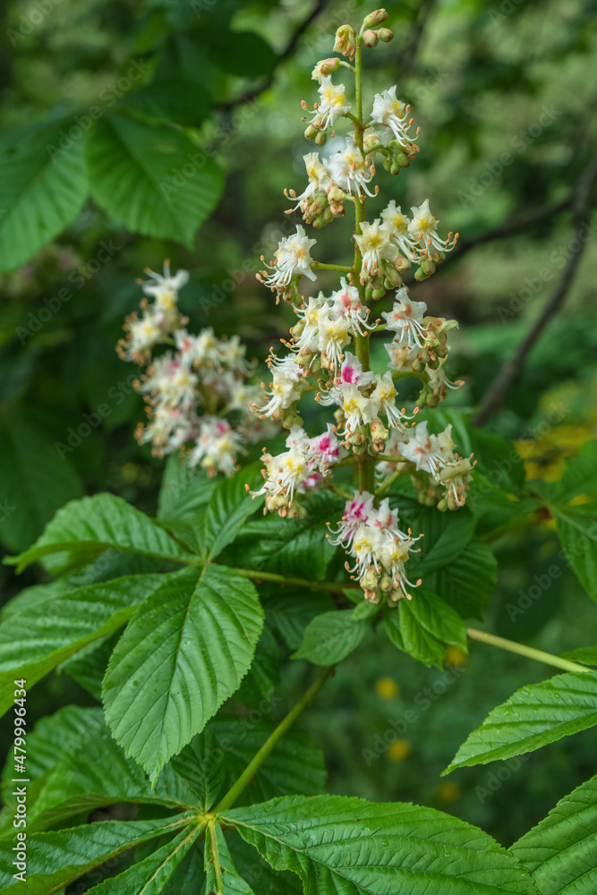 close up view of chestnut tree blooming branch close up view of chestnut tree blooming branch