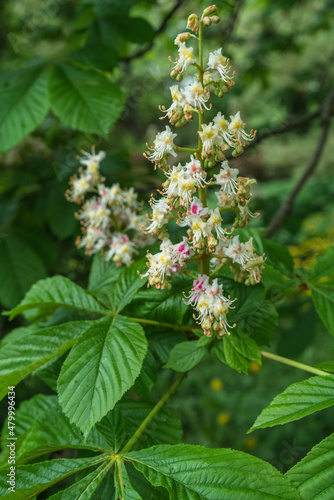 close up view of chestnut tree blooming branch