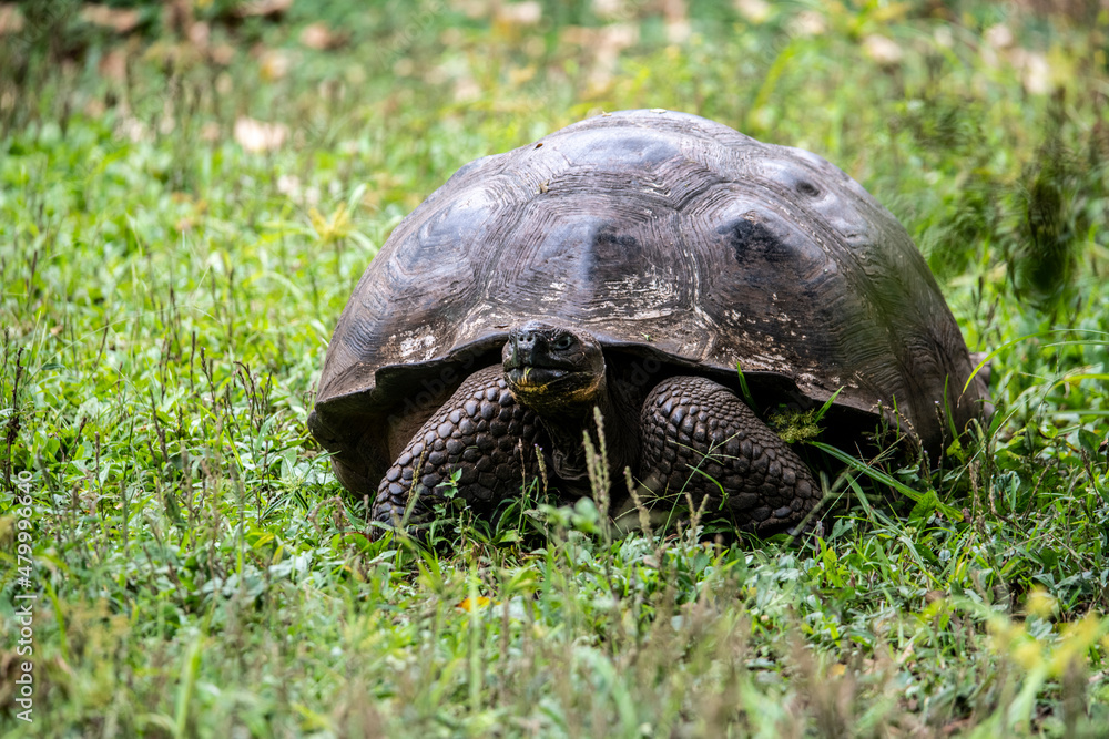Galapagos tortoises in a tropical forest in natural conditions
giant galapagos skull in natural rainforest Galapagos tortoises in a tropical forest in natural conditions
giant galapagos skull in natural rainforest