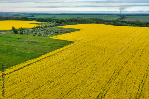 Aerial view of colorful rapeseed field in spring with blue sky. Concept, nature, fresh air, harvest