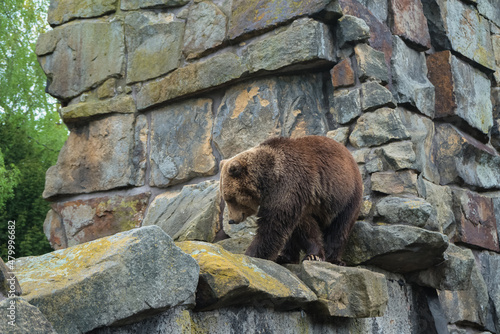 walking on the rock brown bear