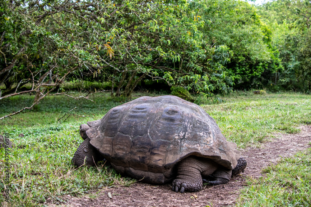 Galapagos tortoises in a tropical forest in natural conditions
giant galapagos skull in natural rainforest Galapagos tortoises in a tropical forest in natural conditions
giant galapagos skull in natural rainforest