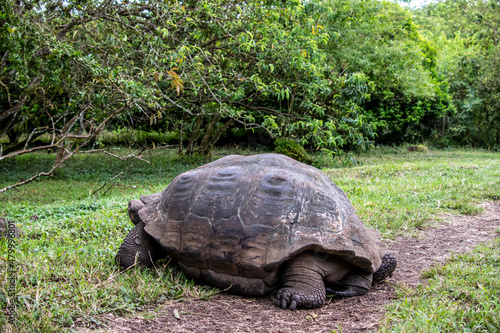 Galapagos tortoises in a tropical forest in natural conditions giant galapagos skull in natural rainforest 