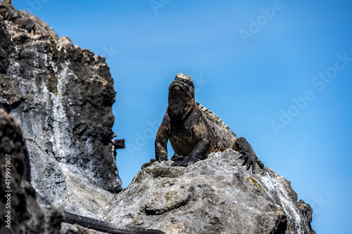 Galapagos marine iguanas bask in the sun on black volcanic rocks 