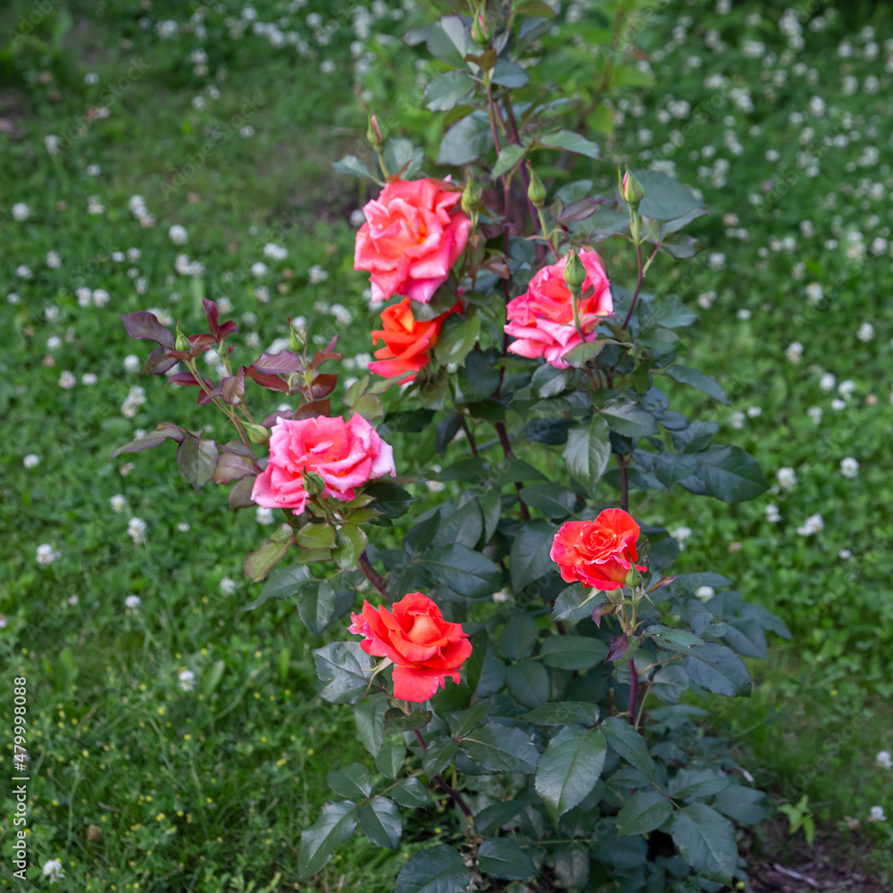 Flowering roses on the flowerbed in the park. Landscape design, perennial plants.
