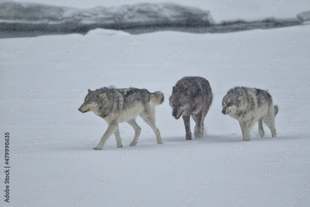 Naklejka premium Gray Wolf taken in yellowstone NP