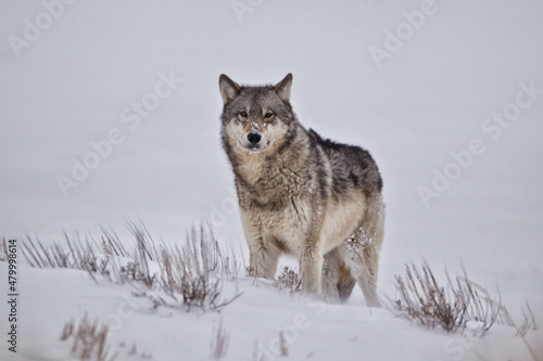 Gray Wolf taken in yellowstone NP © Stan