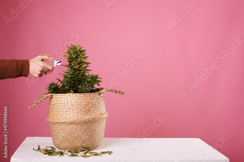 Hand of a man pruning a marijuana plant on a pink background