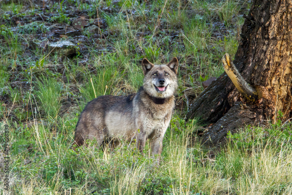 Gray Wolf taken in yellowstone NP Gray Wolf taken in yellowstone NP