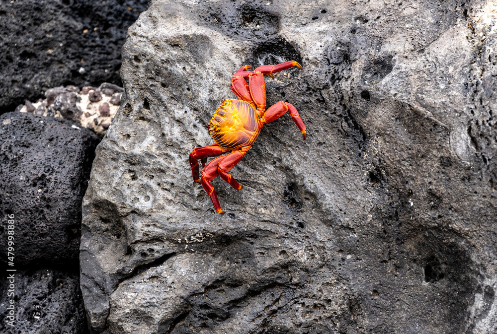 red crabs on black volcanic rocks in the galapagos islands red crabs on black volcanic rocks in the galapagos islands