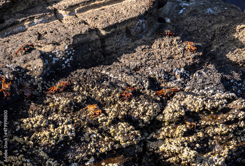 Wallpaper Mural red crabs on black volcanic rocks in the galapagos islands  Torontodigital.ca