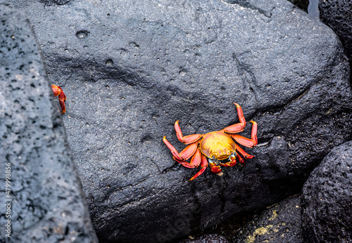 Foto red crabs on black volcanic rocks in the galapagos islands