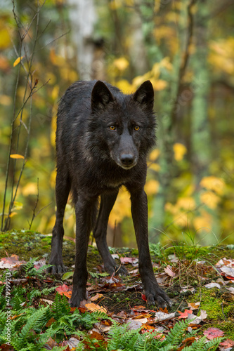 Gray Wolf taken in central MN under controlled conditions