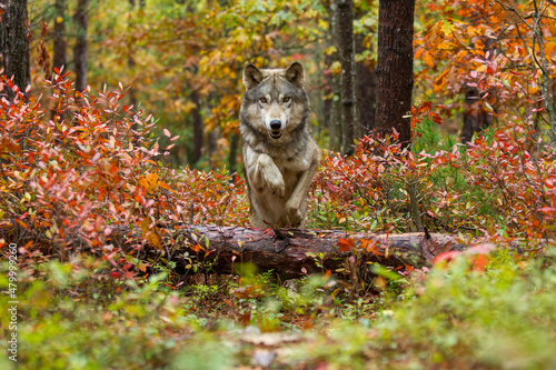Fotografie, Obraz Gray Wolf taken in central MN under controlled conditions