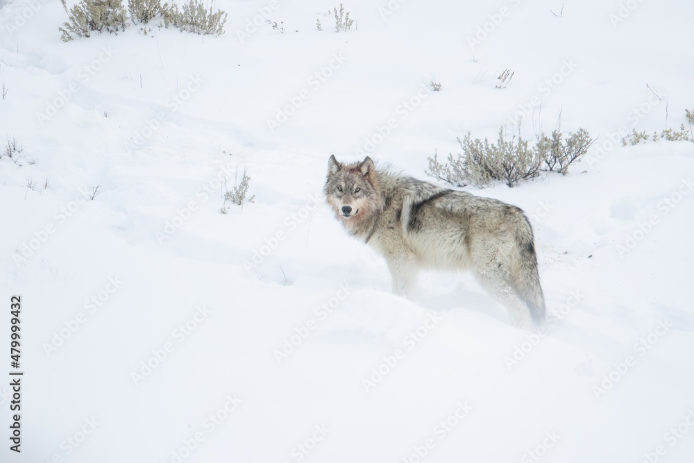 Gray Wolf in snow taken in Yellowstone NP