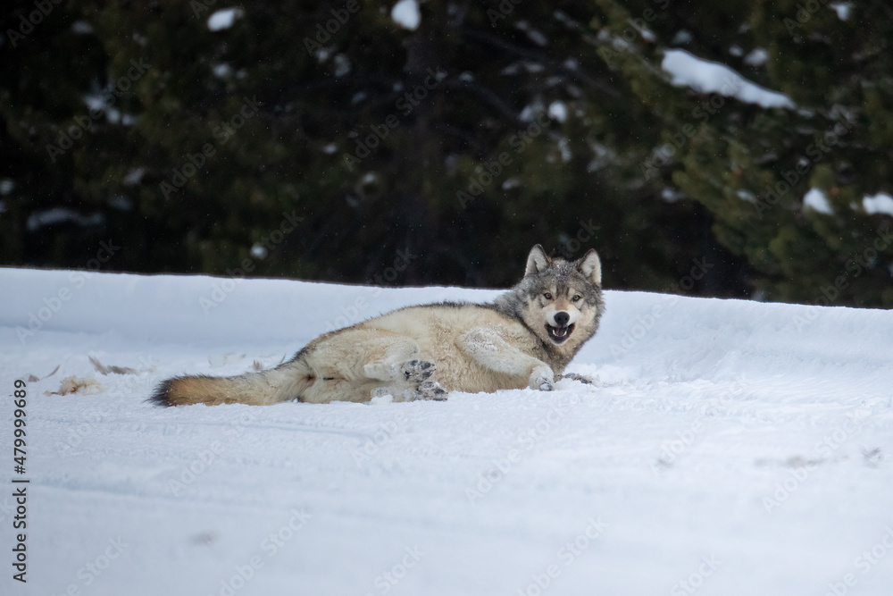 Gray Wolf pack taken in Yellowstone NP Gray Wolf pack taken in Yellowstone NP