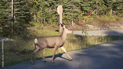 Couple brown deer crossing on the road and jumping in the forest at national park photo