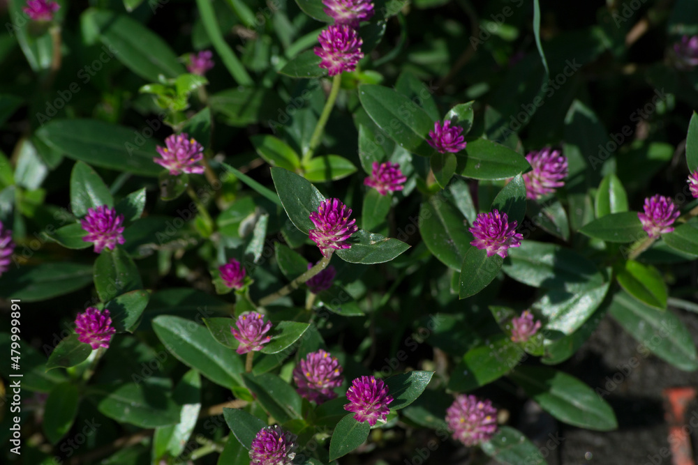 Red clover (Trifolium pratense) is an ornamental plant, a species of angiosperm belonging to the Fabaceae family. Red clover (Trifolium pratense) is an ornamental plant, a species of angiosperm belonging to the Fabaceae family.