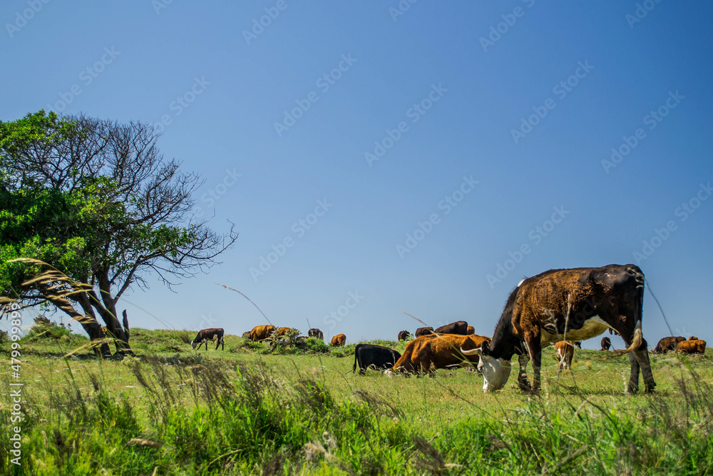 Cattle grazing in Argentina. Livestock animals in Buenos Aires. Cattle grazing in Argentina. Livestock animals in Buenos Aires.