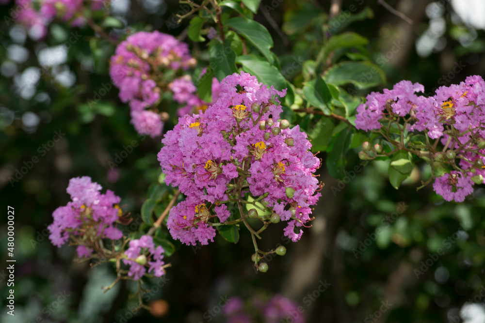 Flores da acerola (Malpighia emarginata) cultivadas em sistema agroflorestal cultivado organicamente na cidade do Rio de Janeiro, Brasil.
