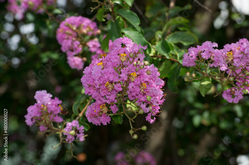 Flores da acerola (Malpighia emarginata) cultivadas em sistema agroflorestal cultivado organicamente na cidade do Rio de Janeiro, Brasil.