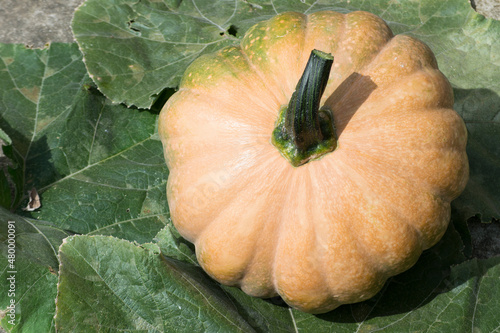 Fruit of the pumpkin known as Sergipana (Cucurbita moschata) freshly harvested with the stalk, under its leaves on the ground, in the city of Rio de Janeiro, Brazil. photo