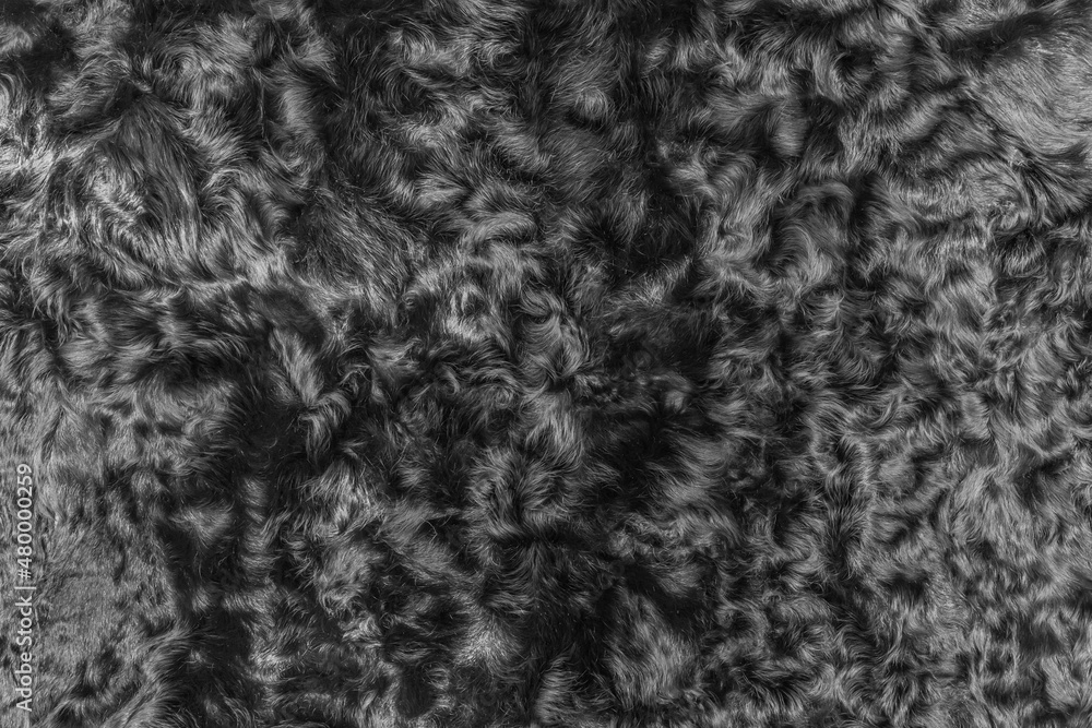 Naklejka premium Black wool texture fur background dark soft material abstract surface pattern natural
