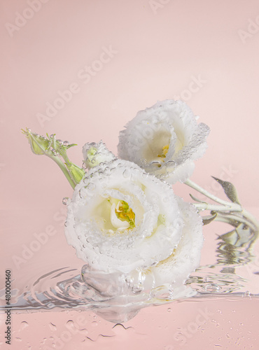 Spring concept, beautiful white eustoma lisiantus flower in splashing water on a pink background. Minimal nature background with creative copy space. Summer background photo