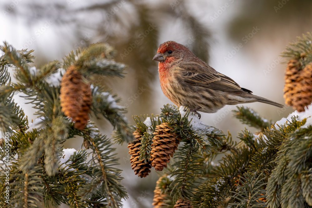 House Finch taken in southern MN House Finch taken in southern MN
